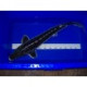 Esturgeon Diamant 60/70cm