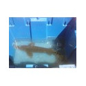 VENTE FLASH: Esturgeon baeri 70/80cm: 160 euros au lieu de 198.50 euros