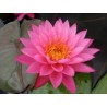 VENTE FLASH: Nénuphar mayla: 17.50 euros au lieu de 30 euros