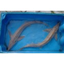VENTE FLASH: Esturgeon sterlet albinos 40/50cm (nageoires abîmées ou atrophiées) : 65 euros au lieu de 105 euros