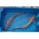 Esturgeon sterlet albinos 50/60cm
