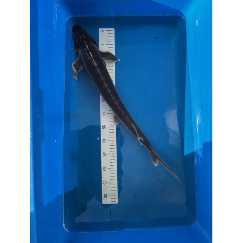 -50% : Diamant 60/70cm (nageoires abîmées ou atrophiées): 92.5 euros au lieu de 185 euros