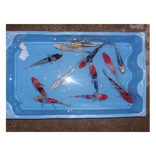 Carpe koi 15/18cm (lot de 5)