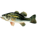 Black bass 10/15cm