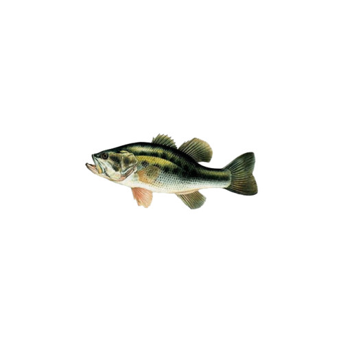 Black bass 20/30cm