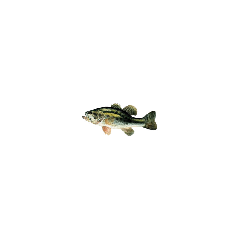 Black bass 20/30cm