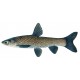Carpe noire 12.14cm
