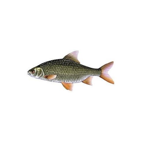 Gardon/rotengle 12/15cm (lot de 50)
