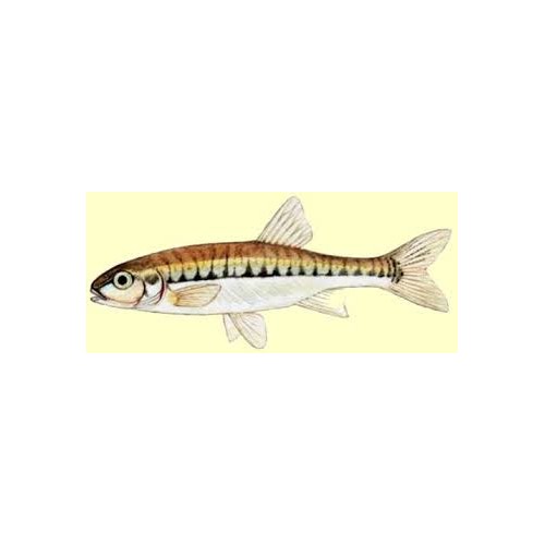 Vairon 3/5cm (lot de 20)