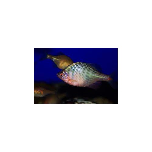 Bouvière 5/7cm (lot de 20)