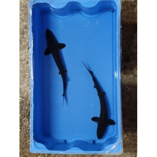 Esturgeon transmontanus 40/50cm (lot de 2)