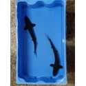 VENTE FLASH: Esturgeon transmontanus 50/60cm (lot de 2): 355 euros au lieu de 400 euros
