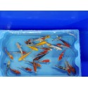 VENTE FLASH: Koi 9.12cm (lot de 10): 78.50 euros au lieu de 97.50 euros