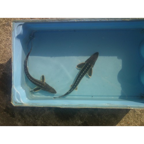 Esturgeon Diamant 30/35cm (lot de 2)