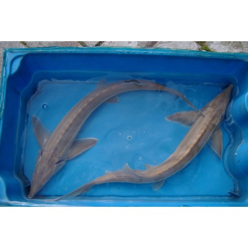 Esturgeon sterlet albinos 25/30cm (lot de 2)