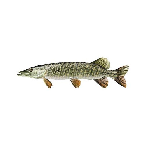 Brochet 20/25cm