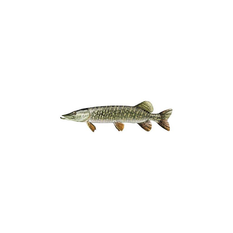 Brochet 20/25cm