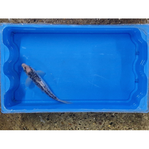 Carpe koi 20/23cm: n°1