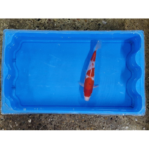 Carpe koi 20/23cm: n°4
