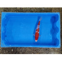 Carpe koi 20/23cm: n°4