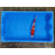 Carpe koi 20/23cm: n°4