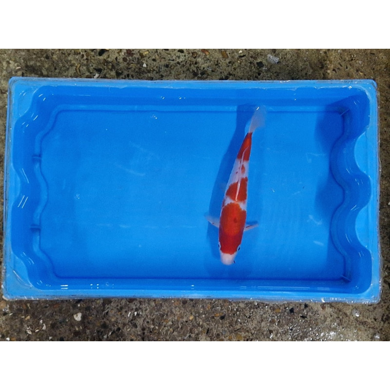 Carpe koi 20/23cm: n°4