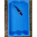 Carpe koi 20/23cm: n°5