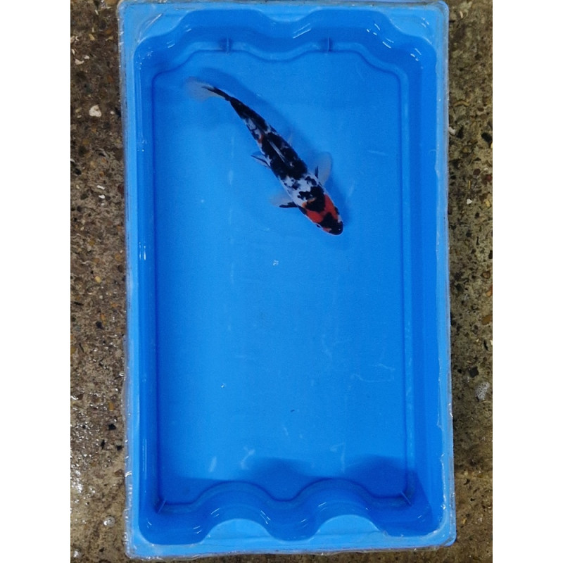 Carpe koi 20/23cm: n°5