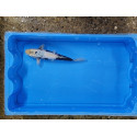 Carpe koi 20/23cm: n°7