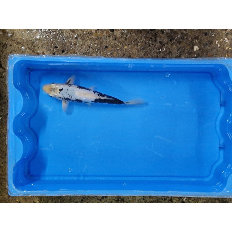 Carpe koi 20/23cm: n°7