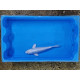 Carpe koi 20/23cm: n°9
