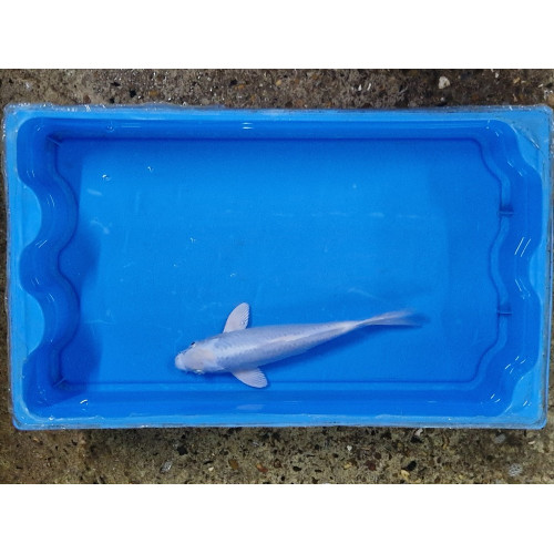 Carpe koi 20/23cm: n°9