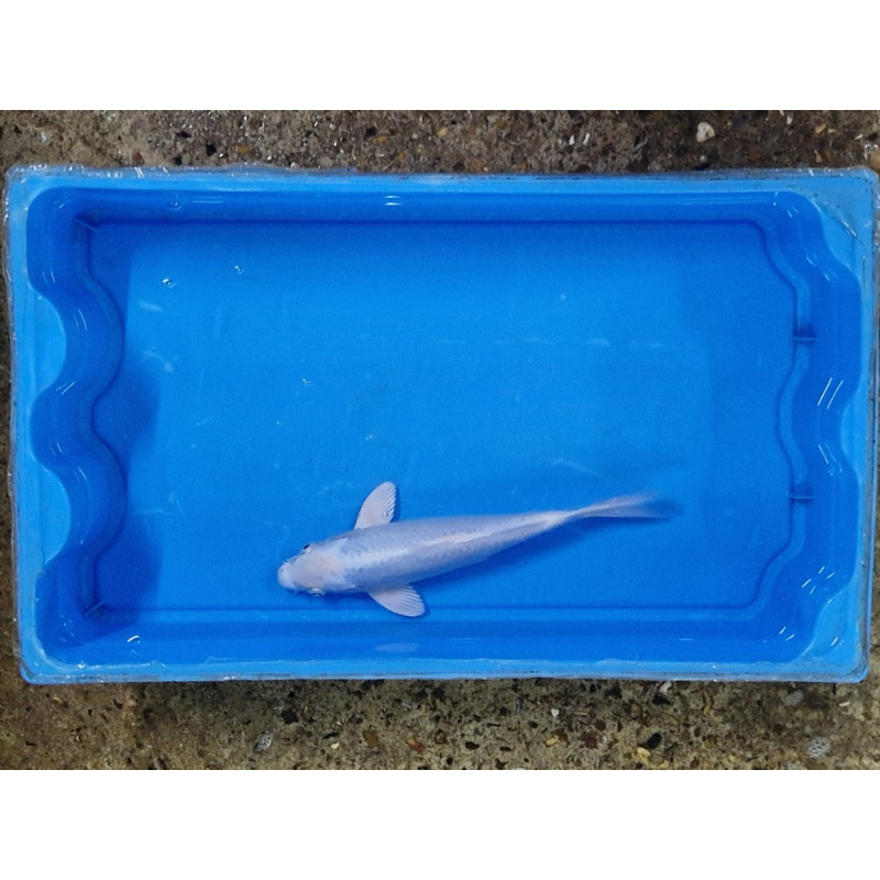 Carpe koi 20/23cm: n°9