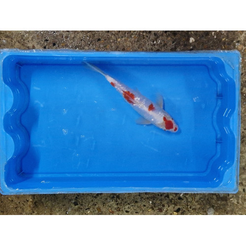 Carpe koi 20/23cm: n°10