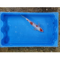 Carpe koi 20/23cm: n°10