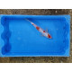 Carpe koi 20/23cm: n°10