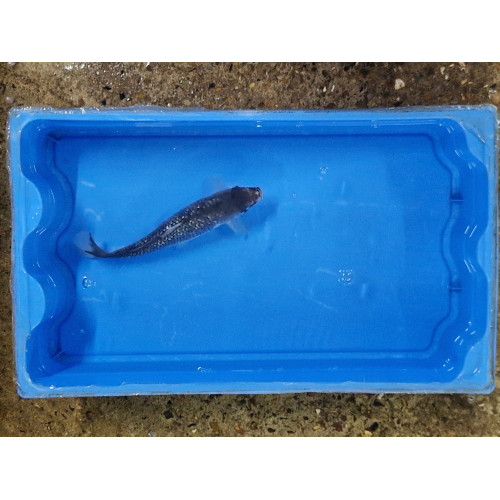 Carpe koi 20/23cm: n°16