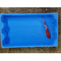 Carpe koi 20/23cm: n°17