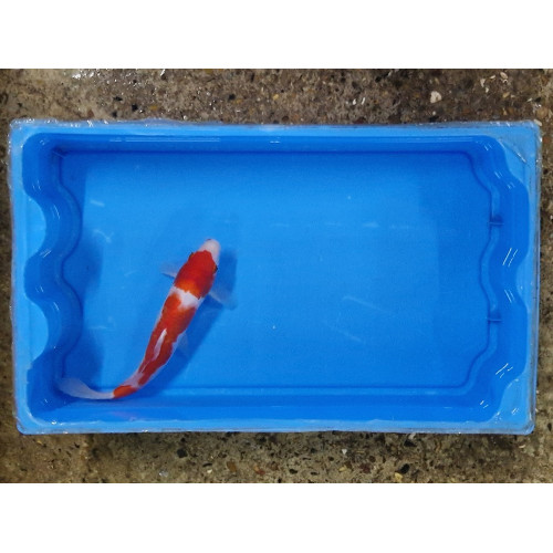 Carpe koi 20/23cm: n°26