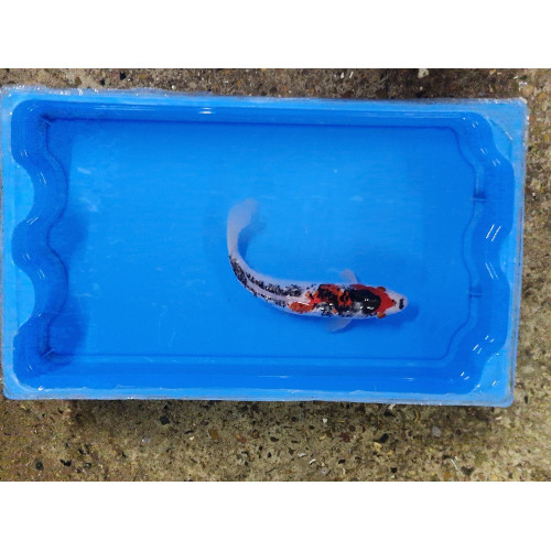 Carpe koi 20/23cm: n°27