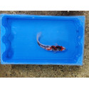 Carpe koi 20/23cm: n°27