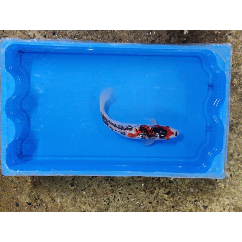 Carpe koi 20/23cm: n°27