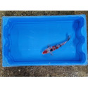 Carpe koi 20/23cm: n°29