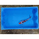 Carpe koi 20/23cm: n°29
