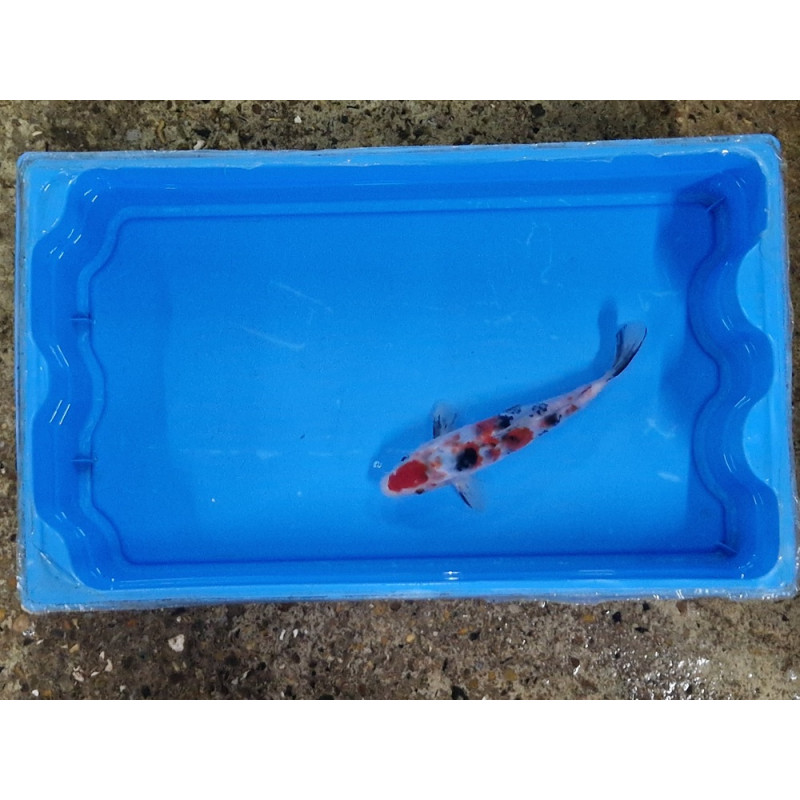 Carpe koi 20/23cm: n°29