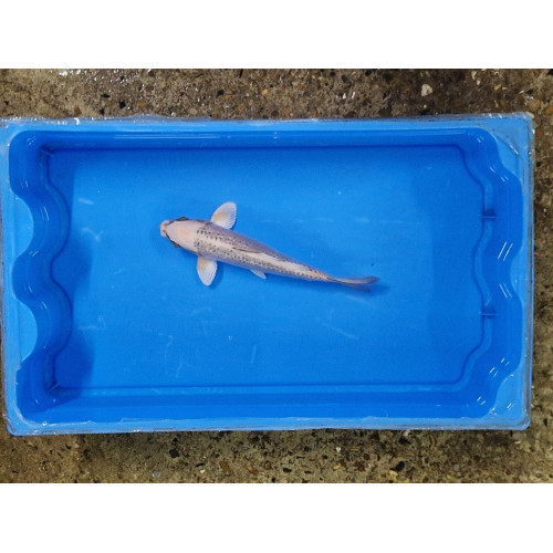 Carpe koi 20/23cm: n°30