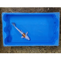 Carpe koi 20/23cm: n°41