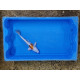 Carpe koi 20/23cm: n°41