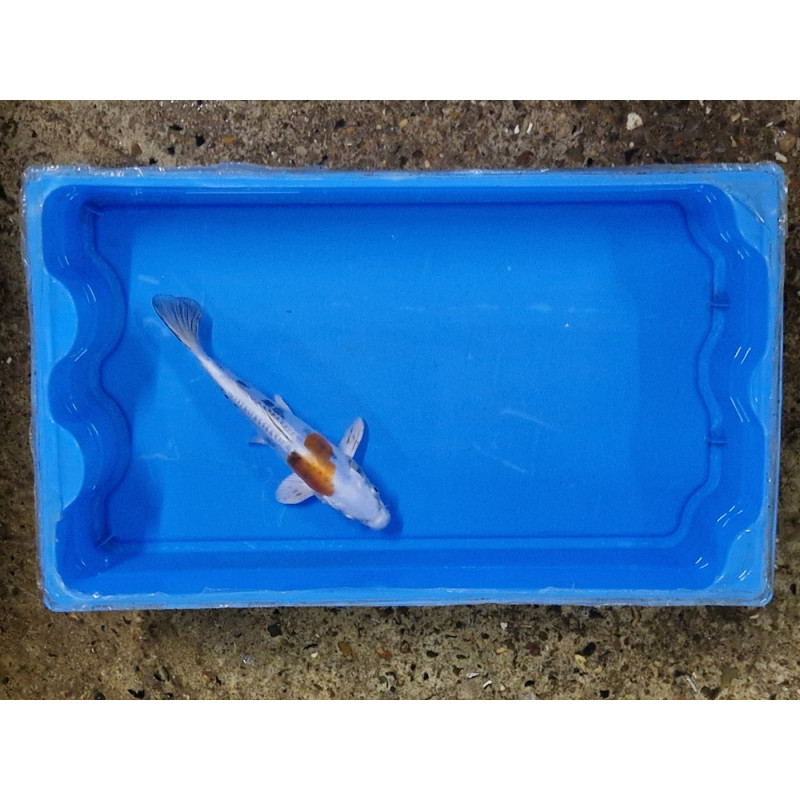 Carpe koi 20/23cm: n°41
