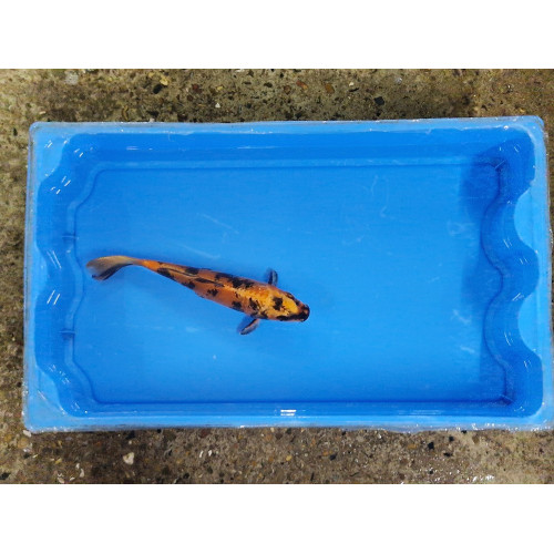 Carpe koi 20/23cm: n°11